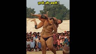 बकरी की कुस्ती हाथी हाथी से shortvideo viralvideo viralreels Viralkushti luckyDangal [upl. by Merrill]