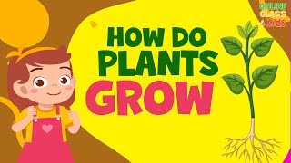 How Do Plants Grow  Growing Plants  How to Grow Plants  How Does A Seed Become A Plant  Science [upl. by Pearson]