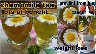 How to make chamomile tea benefit of chamomile tealose weight with chamomile tea healthylungs [upl. by Nila]