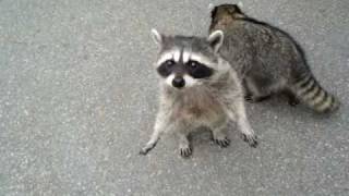 Cute raccoons begging for food [upl. by Analad989]