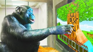 I Taught an Ape How to Play Minecraft [upl. by Alegnasor]