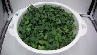 Radish Microgreens Grown Soiless  Time Lapse 6 Days in 30 Seconds [upl. by Analra644]