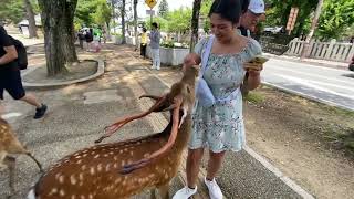 Feeding the bowing deer of Nara Japan [upl. by Ching]