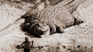 TOP 10 BIGGEST CROCODILES In The World [upl. by Munniks]