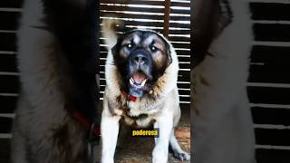 ¡Kangal Turco vs Lobo kangalturco vs lobo animalessalvajes [upl. by Claiborne]