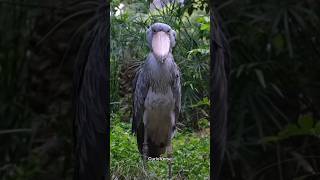 Shoebill bird facts shoebillstork amazingfacts [upl. by Jaco551]