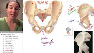 Bone Organs 9 Pelvic girdle [upl. by Whittemore]