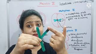 Meiosis  Part2  Cell cycle amp Cell division  Prophase II  Metaphase plate Class 11 biologyNEET [upl. by Einnoj]