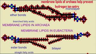 acidophiles [upl. by Kreiker749]