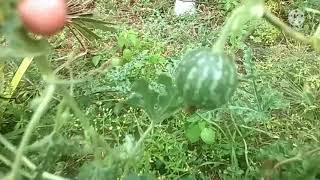 CiTRULLUS COlOCynThiSVideOS [upl. by Annet]