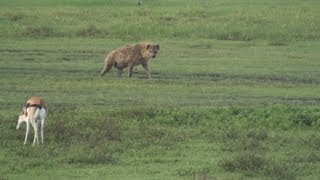 Hyena Gazelle and Flamingos  Safari Ngorongoro Crater Africa [upl. by Leiso651]