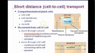 AP Biology Chapter 36 Plant Transport Part 1 [upl. by Arni998]