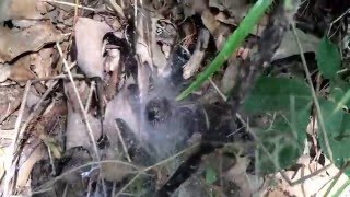 Funnel Web Spiders Colony  so many [upl. by Bille]