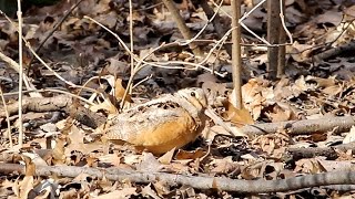 An American Woodcock in Central Park NYC [upl. by Keven844]