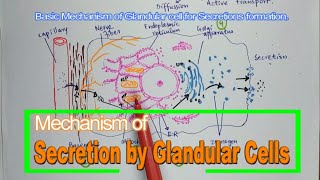 Basic Mechanism Of Secretions By Glandular Cells  Principles of Secretion By Glandular Cells [upl. by Duwe192]