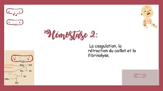 Hémostase Partie 2 La Coagulation La Rétraction Du Caillot Et La Fibrinolyse [upl. by Orihakat]