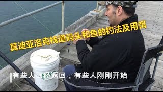 PART1 Fishing Mordialloc Pier 莫迪亚洛克栈道码头和鱼的钓法及用饵 [upl. by Patrizia]