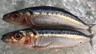 Top 5 Health Benefits of Sardines  Benefits of Eating Sardines Everyday [upl. by Elmer]