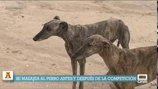 Entrenando para el Campeonato Regional de Galgos 2017 [upl. by Vernier]