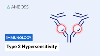 AntibodyDependent CellMediated Cytotoxicity Type II Hypersensitivity Reaction [upl. by Minnnie]