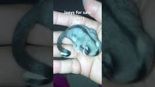 Baby Sugar gliders for sale animals sugargliders [upl. by Ahseinat271]