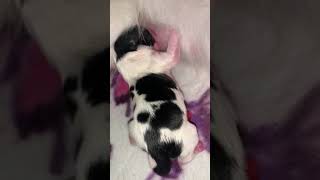 Newborn PapillonPhalene puppy drinking milk for first time [upl. by Avis735]