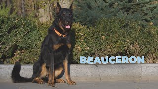 Beauceron Dog Breed  Facts and Personality Traits 4k Video [upl. by Gamages]