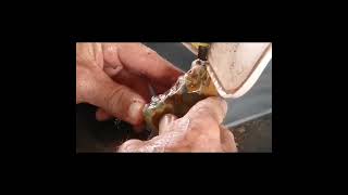 cutting open a beautiful Canterbury Agate from New Zealand on the Tile saw [upl. by Aroda]