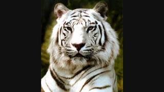 White Tigers 2731 [upl. by Tnilk922]