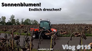 Vlog 115 Starten wir die Sonnenblumenernte [upl. by Caruso]