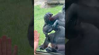 Kiki gorilla mother 🦍 लड़की ke baby से इतना attach क्यू ho जाती hai🥺🥹 [upl. by Beaumont]