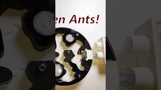 13 Queen Ant Experiment  1 Year later [upl. by Cornelle]