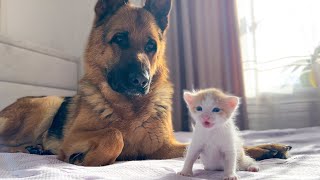 German Shepherd is Confused by the Meowing of a Tiny Kitten [upl. by Giarg203]