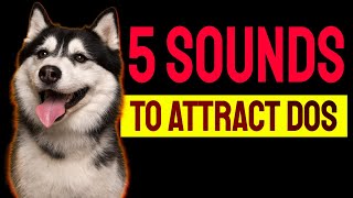 5 Sounds to ATTRACT DOGS Attention Make Dogs Go Crazy [upl. by Arataj]