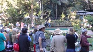 Lorikeet Feeding At Currumbin Wildlife Sanctuary [upl. by Annairam685]