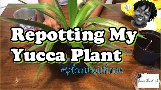 Repotting My Yucca Plant  Plant With Me  Repotting Houseplants [upl. by Humble]