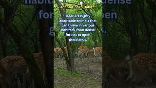 INTERESTING FACTS ABOUT THE NATURE OF DEER Adaptation to Habitat Shorts [upl. by Eylsel]