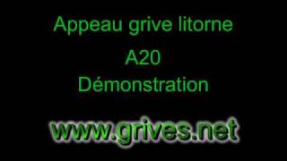 Appeau grive litorne  A20  Appeaux chasse [upl. by Manda244]