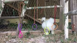 Toys For Chicken Coops Keeps Chickens Entertained [upl. by Knowland]