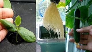 Growing Hydroponic Cucumbers For The First Time [upl. by Ivanah]