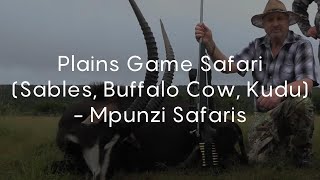 Plains Game Safari Sables Buffalo Cow Kudu  Mpunzi Safaris [upl. by Ahcila264]