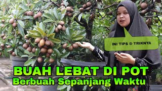 TANAMAN SAWO BERBUAH LEBAT DI POT Cara Membuahkan Tanaman Dalam Pot Tanpa Obat [upl. by Sulihpoeht424]