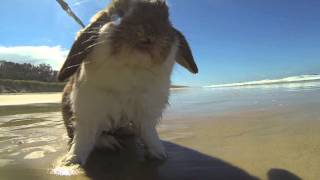 Rabbit at the beach [upl. by Enyad]