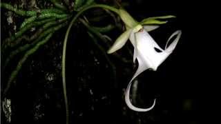 GHOST ORCHID TIMELAPSE [upl. by Ahsitan]