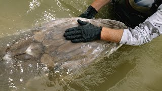 Top 10 Strangest Fish Ever Caught [upl. by Nyleak]