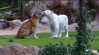 White Tiger vs Bengal Tiger  Loro Parque  Tenerife Full HD [upl. by Gnouv127]