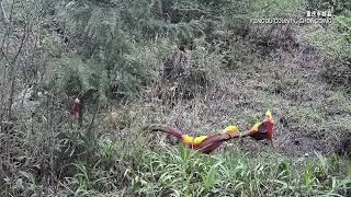 Leopard cats golden pheasants and other wildlife spotted in Chongqing China [upl. by Yelwah941]