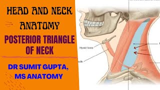 POSTERIOR TRIANGLE OF NECK  Part1  boundaries [upl. by Jaela33]