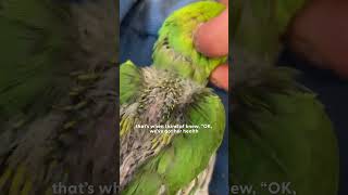 Abandoned Baby Parrot Loves To Snuggle With Her Teddy Bear  The Dodo [upl. by Deeyn]