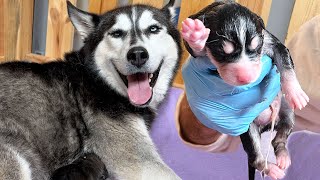 Helping My Pregnant Rescue Husky Unexpectedly Give Birth [upl. by Laehcim172]